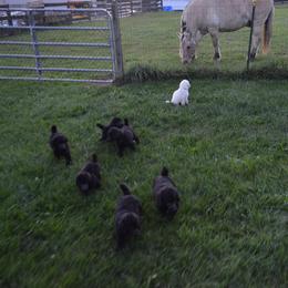 Poodle Puppies from D and D Standard Poodles