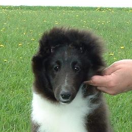 Bulldog and Shetland Sheepdog Puppies from Smooch-A-Bulls English Bulldogs & M&M Shelties