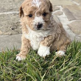 Princess - Red  female Goldendoodle puppy in Quitman, Texas from Wright Doodles
