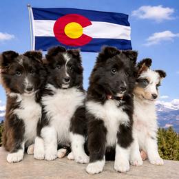 Shetland Sheepdog puppies from Kochar Shelties