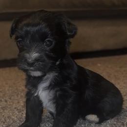 Cupid - Black male Morkie puppy in Aliquippa, Pennsylvania from The Morkie Mom