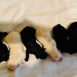 Labrador Retriever Puppies from Carvins Cove English Labradors