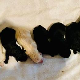 Labrador Retriever Puppies from Carvins Cove English Labradors