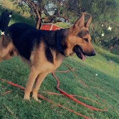 Alpha  - German Shepherd