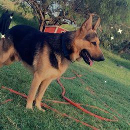 Alpha  - German Shepherd
