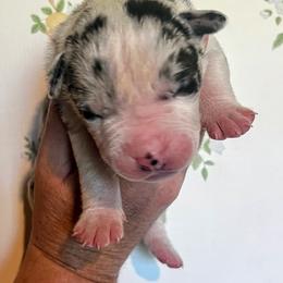 Boy 1 - male Alapaha Blue Blood Bulldog puppy in Grafton, Ohio from Eclipse Alapaha Kennels