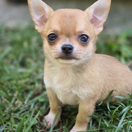 Levi - Fawn and white male Chihuahua puppy in Indianapolis, Indiana from London Rouge Chihuahuas