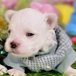 Blinky (Red) - White and buff male Bichon Frise puppy in Lavon, Texas from Sissy’s Heavenly Paws