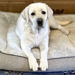 Averi - Labrador Retriever