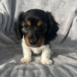 Chip (Longhaired Piebald Boy) - Piebald male Dachshund puppy in Ocala, Florida from Weenie Boops