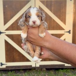 Maple - Tri-color female Bernedoodle puppy in Greenville, Texas from Doodles of Promise