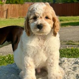 Remi - Red roan male Cockapoo puppy in Connersville, Indiana from MoonShine Babies