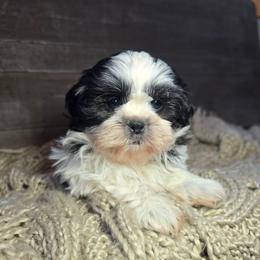 Odie - Black and white male Shih Tzu puppy in Mountain Grove, Missouri from Precious Puppies