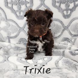 Trixie - Liver female Yorkshire Terrier puppy in Adair, Oklahoma from Phillippe's Puppy Paws