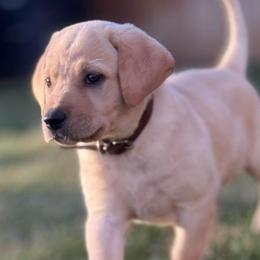 Gunner (Brown collar) Male (yellow) - Yellow male Labrador Retriever puppy in Moore, Oklahoma from Okiehuntinboyz Labrador Retrievers