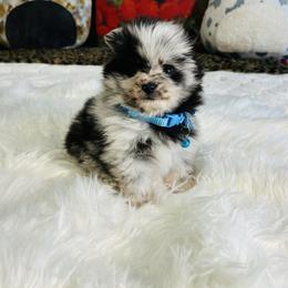 Merlin - Blue merle male Pomeranian puppy in Green Cove Springs, Florida from Natasha's Ark of Joy