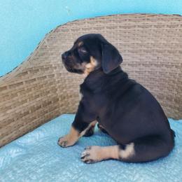 Cane Corso Puppies from Willow’s Meadow