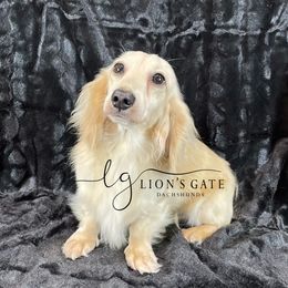 Oliver - Dachshund