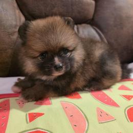 Onyx - Orange sable male Pomeranian puppy in Wildersville, Tennessee from RoyalRarity's Poms & Enrichment