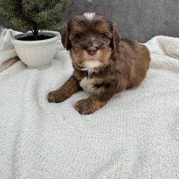 George - Chocolate male Australian Labradoodle puppy in Denton, Texas from Liberty Hill Labradoodles