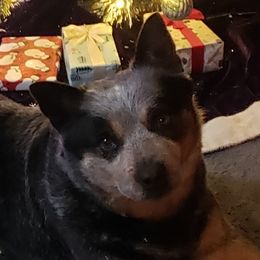 Panda - Australian Cattle Dog