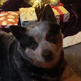 Panda - Australian Cattle Dog