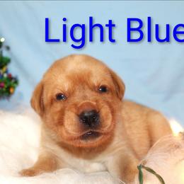 Light Blue - Yellow male Labrador Retriever puppy in Parma, Idaho from Campbell Valley Labradors