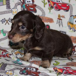 Zale - Chocolate and cream male Dachshund puppy in Staley, North Carolina from Langley Farms Dachshunds