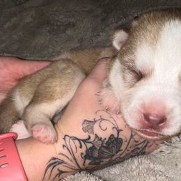 Junior - Siberian Husky puppy from Feazell’s Siberian Huskies