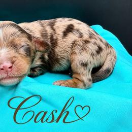 Cash - Merle male Cavapoo puppy in Cameron, South Carolina from Sassy Sailor & Company
