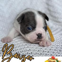 Bowser - Blue male Boston Terrier puppy in West Jefferson, Ohio from Kline Kennels