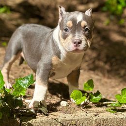 Poison Ivy - Blue tri-color American Bully puppy in Nashville, Tennessee from SimplyBullies
