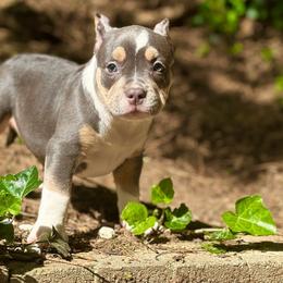 Poison Ivy - Blue tri-color American Bully puppy in Nashville, Tennessee from SimplyBullies