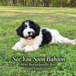 See You Soon Baboon - Tri-color male Bernedoodle puppy in Grove, Oklahoma from Guinn Family Farms