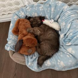 Shih Tzu Puppies from Wood Foo Breeders