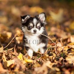 Chihuahua Puppies from Toyville Chihuahuas