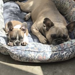 Magnum French Bulldogs breeder of Boston Terrier, French Bulldog