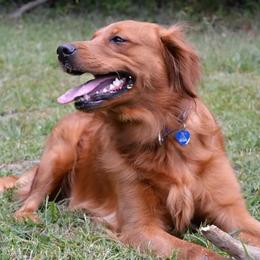 Golden Retrievers from Origins Goldens