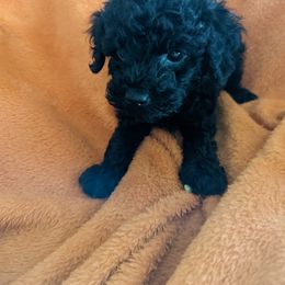 Chihuahua, Cockapoo, Cocker Spaniel, Poodle, Yorkipoo, and Yorkshire Terrier Puppies from Baker Kennels