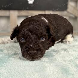 Java - Parti male Miniature Schnauzer puppy in Hockley, Texas from Dixieland Miniature Schnauzers