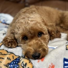 Fresa - Goldendoodle
