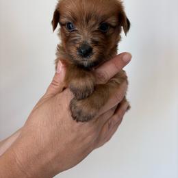 Biscuit - Sable male Yorkshire Terrier puppy in Beulaville, North Carolina from Sunset Ranch
