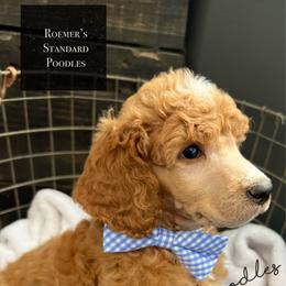 Red Male - Red  male Poodle puppy in Wabasha, Minnesota from Roemer’s Standard Poodles
