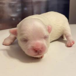 Casper - White male Chihuahua puppy in Chino Valley, Arizona from Lane’s Little Long Coats