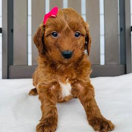 Stella - Red  female Goldendoodle puppy in Auburn, Indiana from Martin’s Doodles
