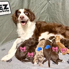 Cedar - Chocolate male Double Doodle puppy in Southwest Ranches, Florida from Dandy Doodle Ranch