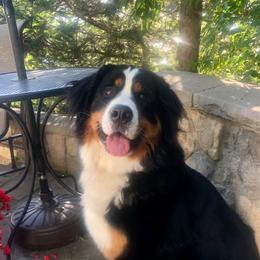 Geneva - Bernese Mountain Dog