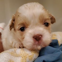 Boo - Shih Tzu