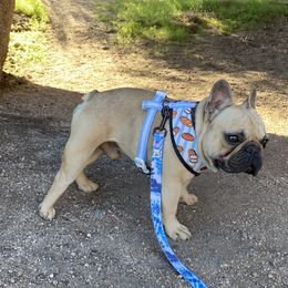 Charlie - French Bulldog