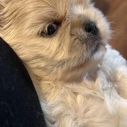 William - White male Shih Tzu puppy in Cabot, Arkansas from Twilight Shih Tzu